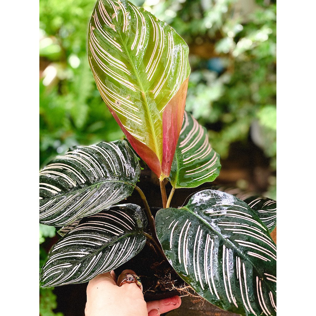 Cây Calathea ornata Sanderiana (Đuôi Công Đen, Hắc Công Vỹ) chậu nhựa