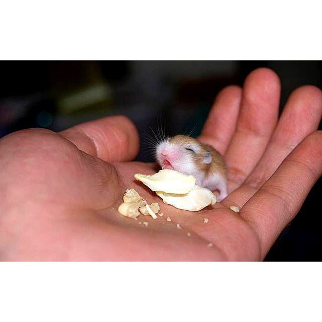 Combo thức ăn cho hamster baby, nhím,sóc,bọ
