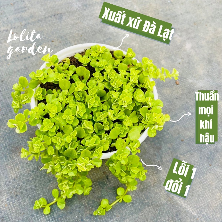 CỎ SEDUM LỤC HÀ SIZE TRUNG BÌNH, HÀNG ĐÀ LẠT, SIÊU XINH SIÊU KHỎE, LỖI 1 ĐỔI 1