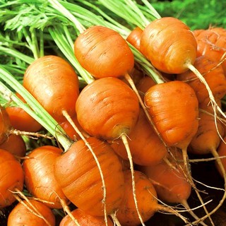 2g Hạt giống cà rốt tròn