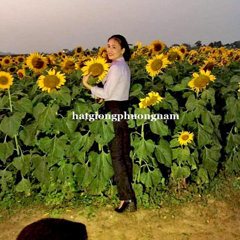 30H - HẠT GIỐNG HƯỚNG DƯƠNG KHỔNG LỒ 20 - 40cm LẤY HẠT(NK Đức)