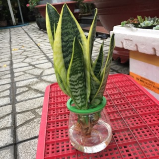 Lưỡi hổ thủy sinh