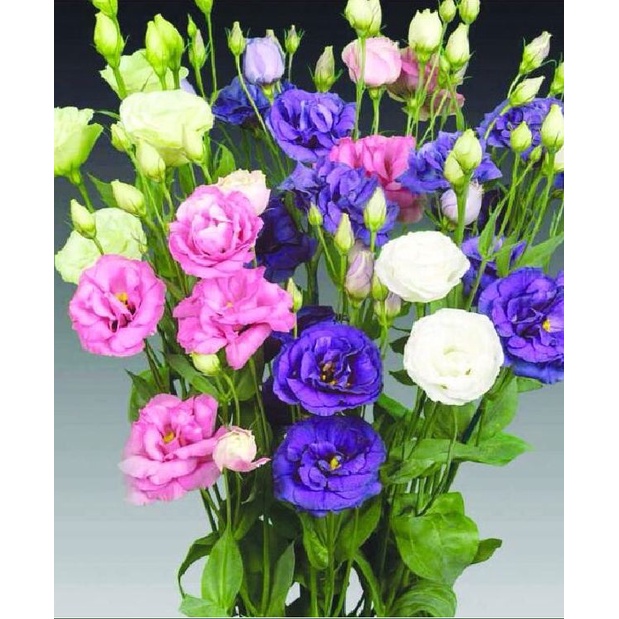 Hạt giống hoa cát tường nhiều màu KNS3622 - Gói 10 hạt