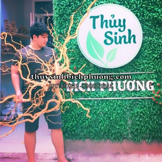 LŨA NHÁNH ĐỖ QUYÊN SETUP HỒ THUỶ SINH 1KG - THIẾT KẾ HỒ SIÊU ĐẸP