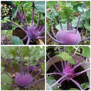 Gói 100 hạt giống xu hào tím (su hào) TẶNG KÈM PHÂN VÀ KÍCH MẦM