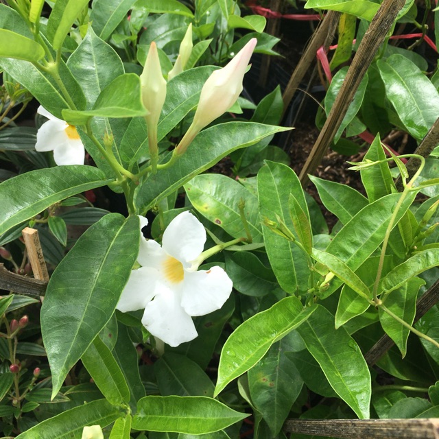 Cây leo tuyết anh