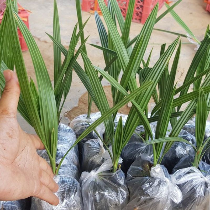 Cây chà là thái giống