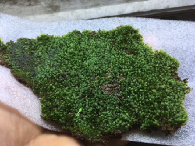 Minifiss lá nước rêu trải nền hồ thủy sinh