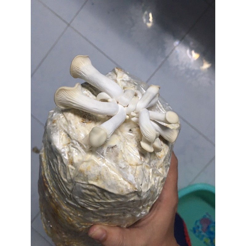 Combo 10 Phôi Nấm Bào Ngư Xám