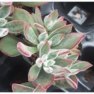 sen đá Nhung viền đỏ