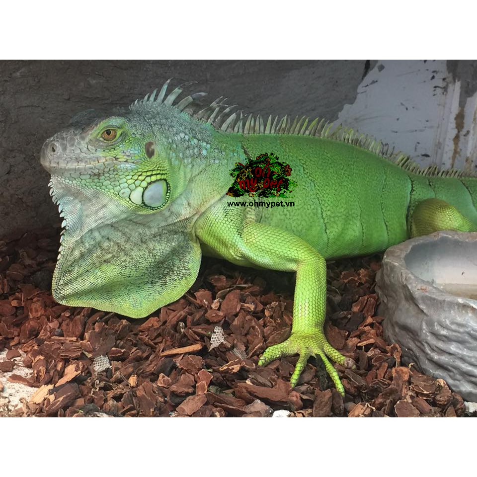 Gỗ lót chuồng cho bò sát ReptiBark    nền hoàn hảo cho các loài bò sát yêu thích độ ẩm