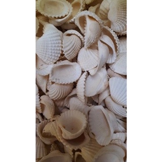 VỎ SÒ HUYẾT 100 GR