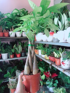 Kim Ngân Thắt Bính 5 Thân