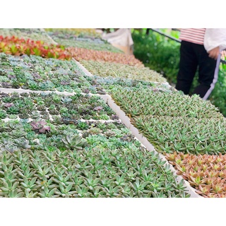 Sen Vỉ Mini Cây Trang Trí Để Bàn