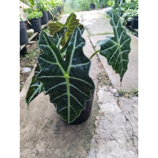 Môn Quan Âm(Alocasia Amazonica ‘Polly’)