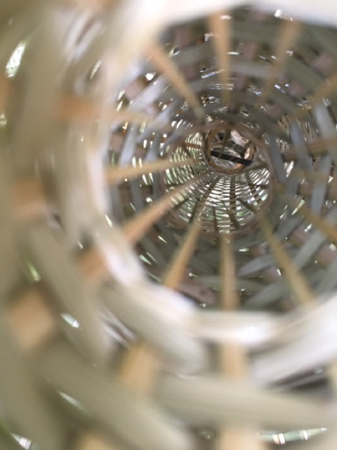 CHÚM  BẮT TÔM, CÁ BỐNG