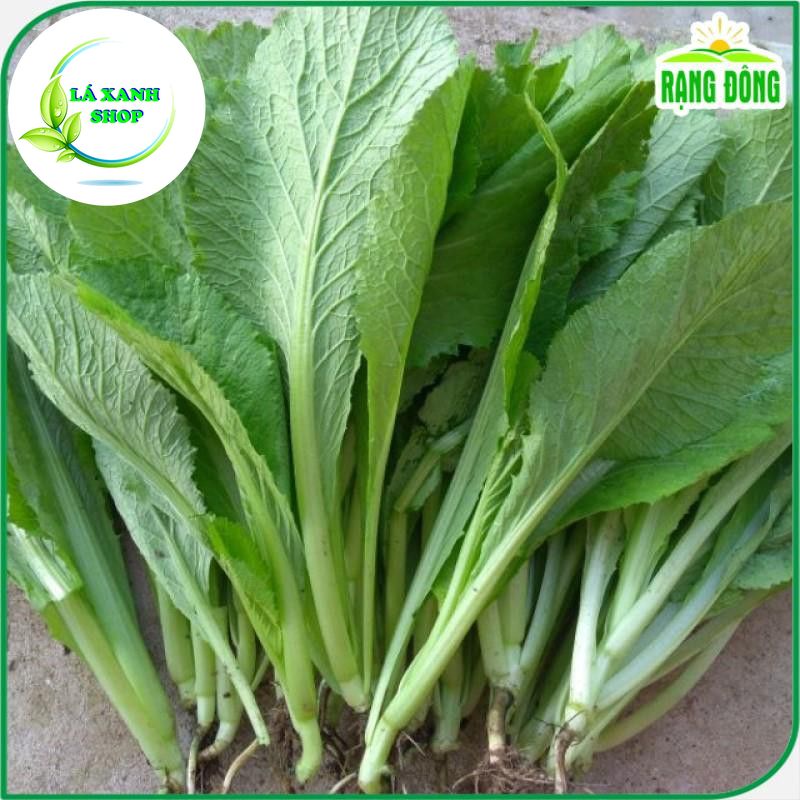 Hạt giống Cải Bẹ Xanh Mỡ (Cải Cay) Chịu Nhiệt, Sinh Trưởng Tốt (20 gram) - Hạt giống Rạng Đông
