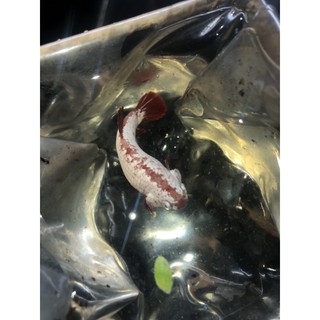 BETTA MÁI RỒNG ĐỎ