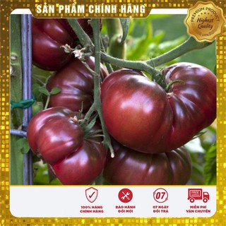 Hạt Giống Cà Chua Socola quả to gói 10 hạt