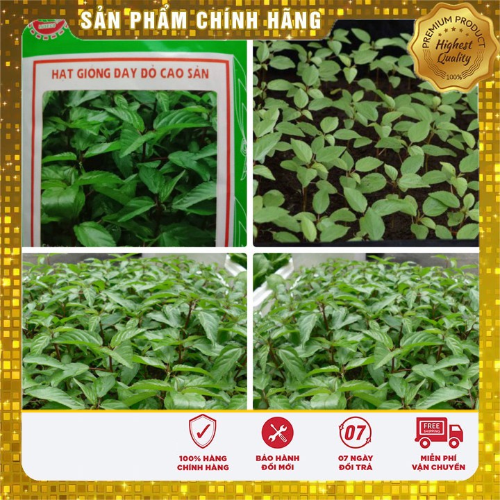 Hạt giống Rau Đay Đỏ Cao Sản trồng quanh năm gói 20 Gram