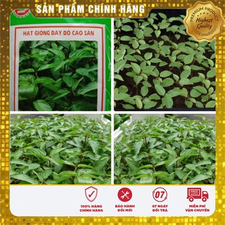 Hạt Giống Rau Đay Đỏ Cao Sản(