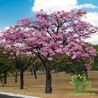 CÂY KÈN HỒNG GIỐNG
