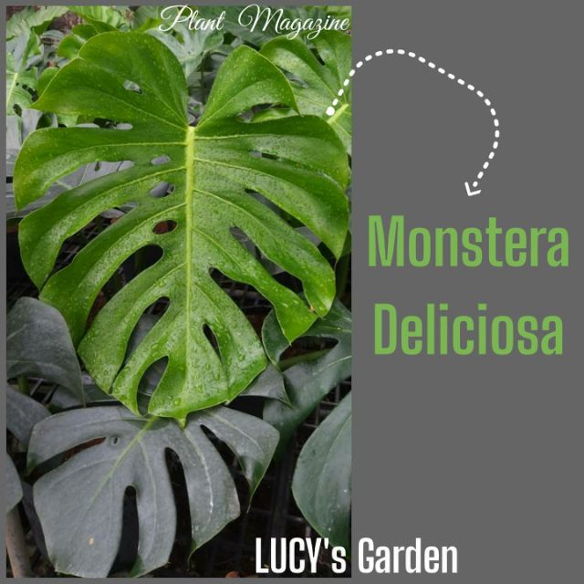 TRẦU BÀ NAM MỸ | Monstera Deliciosa