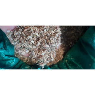 1kg Hạt giống phi lao