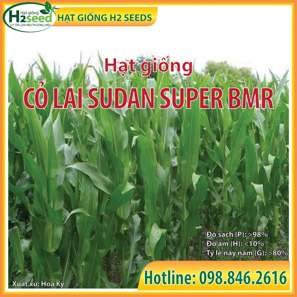 Hạt giống cỏ Lai Sudan Super BMR - gói 50g siêu dinh dưỡng dùng trong chăn nuôi trâu, bò, cá, thỏ...