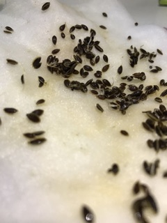 HẠT GIỐNG RAU THÌ LÀ