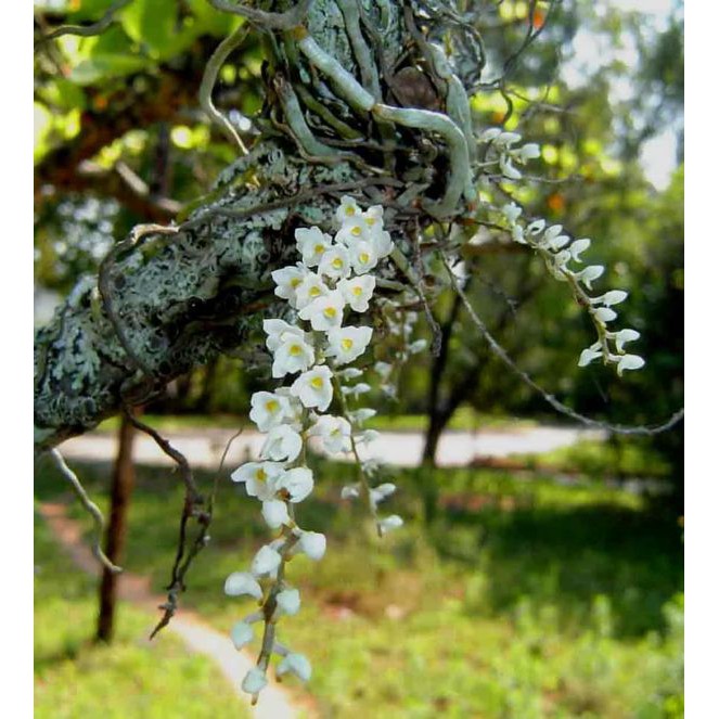 Hoa phong lan căn diệp