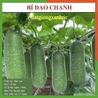 Hạt giống bí đao chanh (Gói 10 hạt), dễ trồng, kháng bệnh tốt, sai quả.