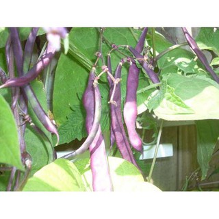 hạt giống đậu cove leo tím nhập khẩu-  chuyên dụng.