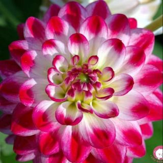 Hạt giống hoa thược dược tổ ong