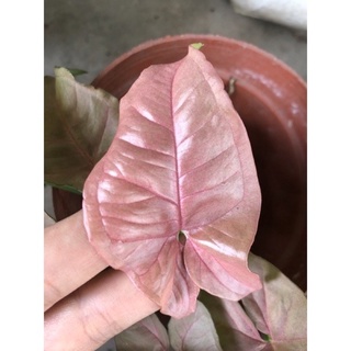 Cây giống trầu bà hồng - bán ảnh cuối