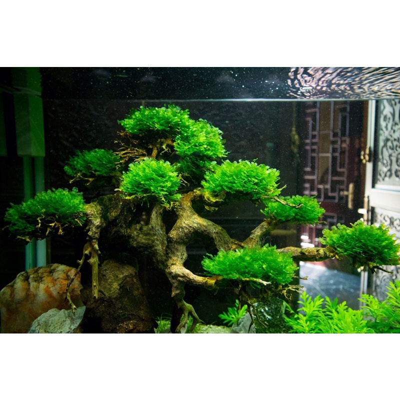 Rêu Thuỷ Sinh PELIA Dễ Trồng - Không Cần Co2