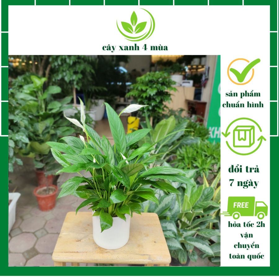 Cây lan ý trang trí nhà cửa ,cây bụi to và nhiều nụ cao 30-35cm trang trí nội thất lọc không khí