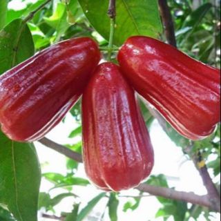 Cây giống roi đỏ thái,cây chiết cành