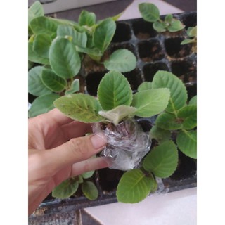 cây giống hoa tử la lan (cây đẹp như hình cuối)
