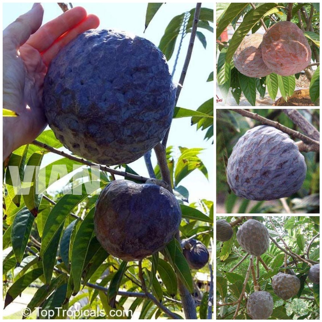 CÂY LỤC BÁT GIỐNG
