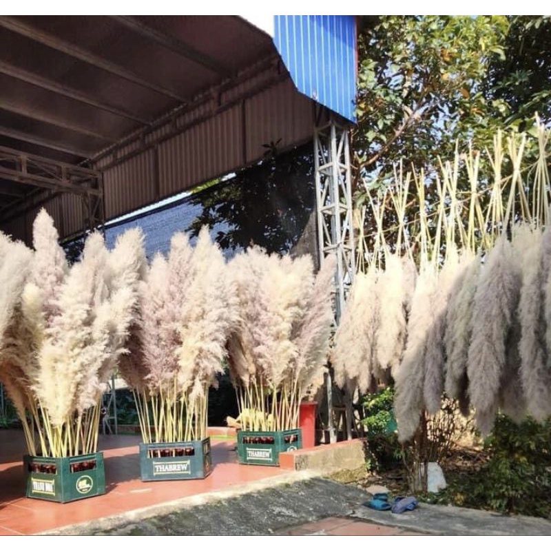 Bông lau xù màu xám tự nhiên phơi khô zie to