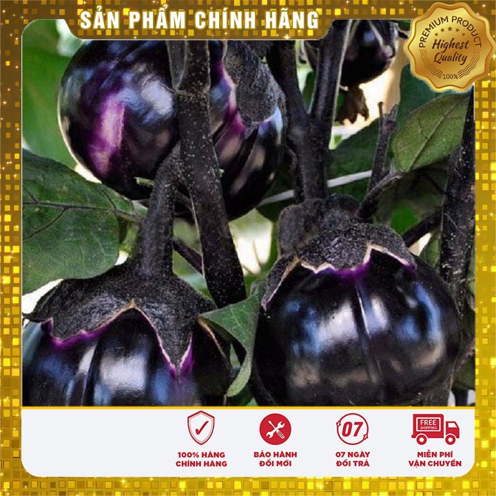 Hạt Giống Cà pháo (cà bát) (cà trứng) Tím