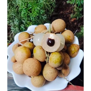 Nhãn ido thái cơm dày bao ngon bao sạch