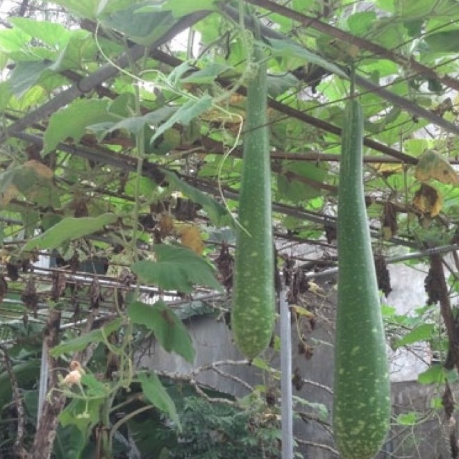 Hạt giống bầu sao quả dài giống F1