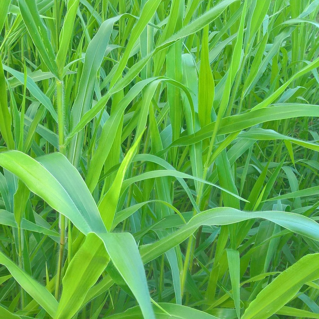 Cỏ Ruzi  - Giống Cỏ Chăn Nuôi Chịu Dẫm Đạp