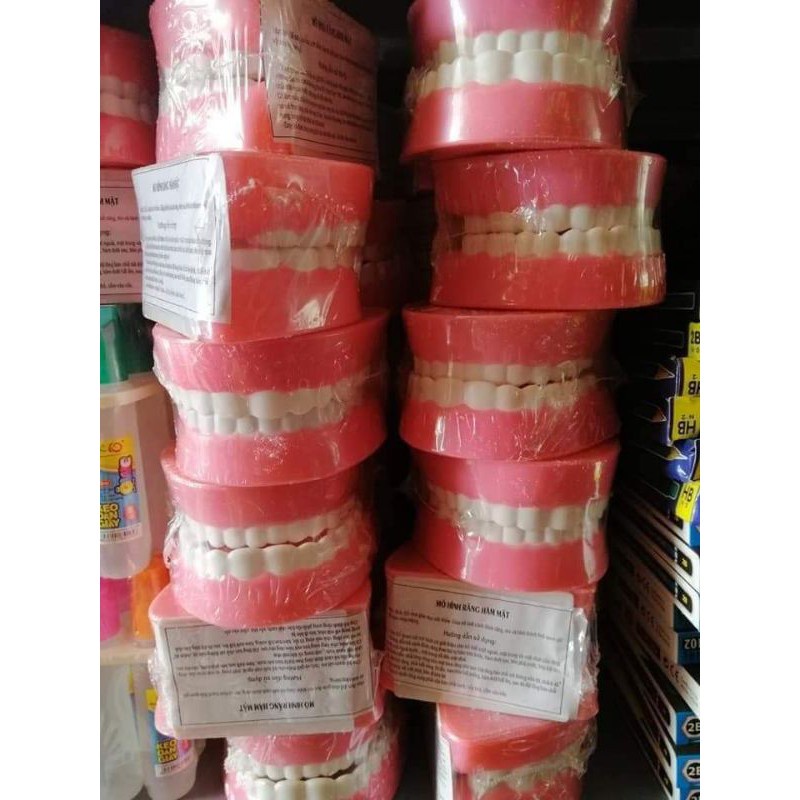 Mô hình hàm răng giả dùng trong giáo dục bé tập đánh răng