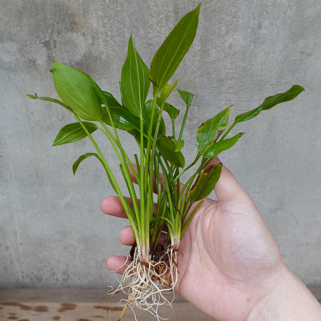 Cây thủy sinh trang trí bể cá: Cây lan nước cỡ lớn, khóm 4-5 cây