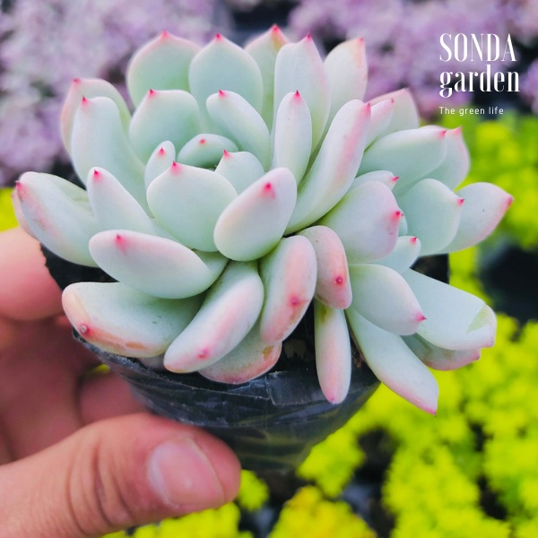 Sen đá cúc đầu đỏ SONDA GARDEN size bé 5-8cm, xuất xứ Đà Lạt, khoẻ đẹp, lỗi 1 đổi 1