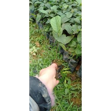 Cây giốngchay ăn quả cao 15.20cm