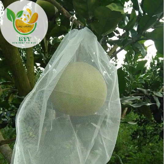 COMBO 100 CÁI TÚI BỌC CÁC LOẠI TRÁI CÂY XOÀI, ỔI, SUNG, CAM, BƠ 034, NA, KHỔ QUA, LỰU, LÊ, BƯỞI, DƯA LƯỚI